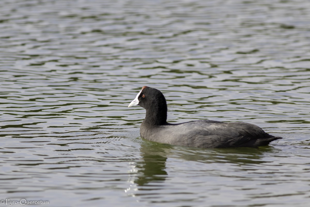 Red-knobbed Coot - ML519559541