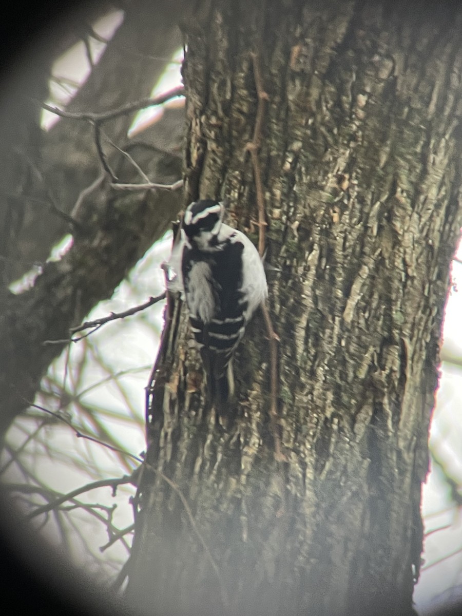 Downy Woodpecker - ML519559881