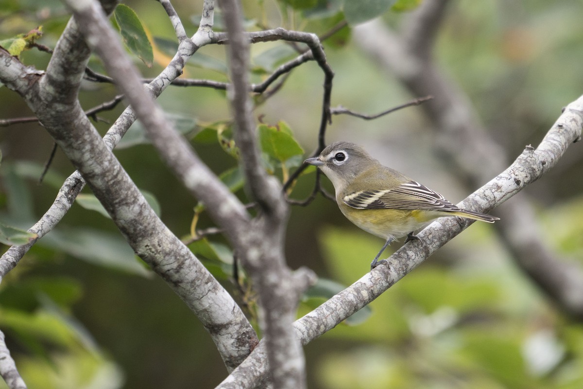 Graukopfvireo - ML519560211