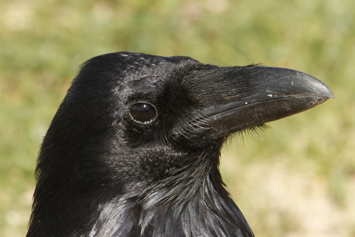 Common Raven - ML519560801