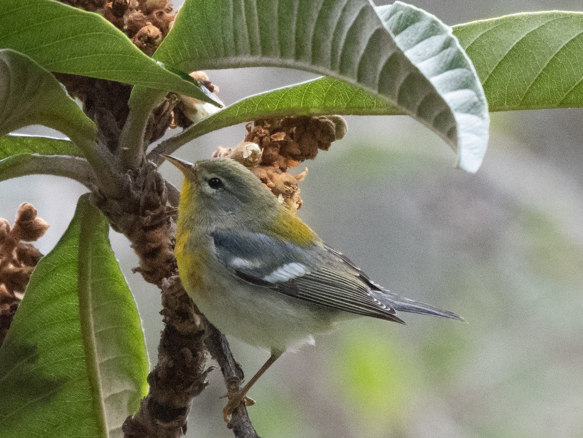 Northern Parula - ML519560861