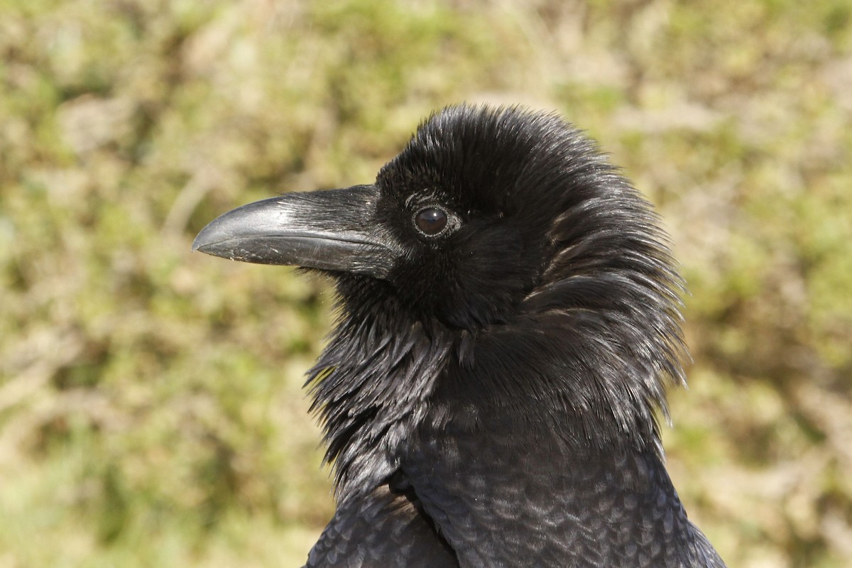 Common Raven - Reinhard Vehring