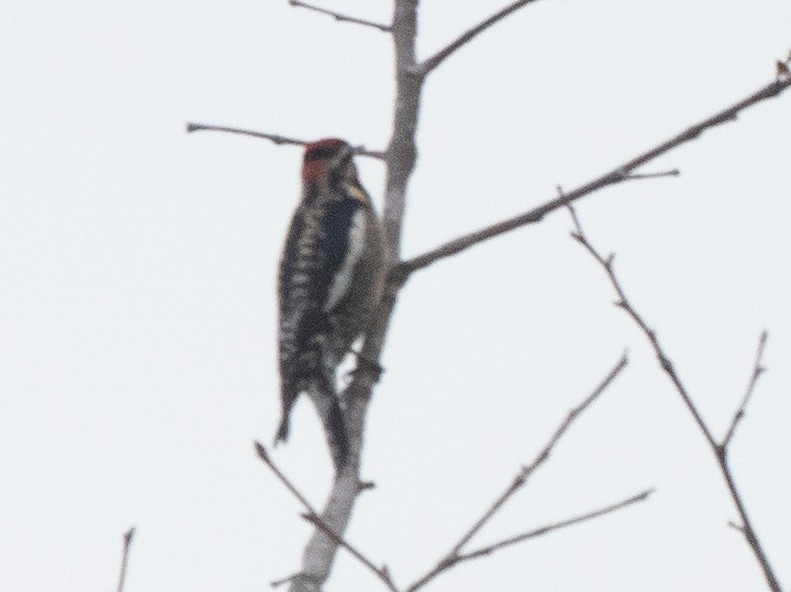 Red-naped Sapsucker - ML519561261