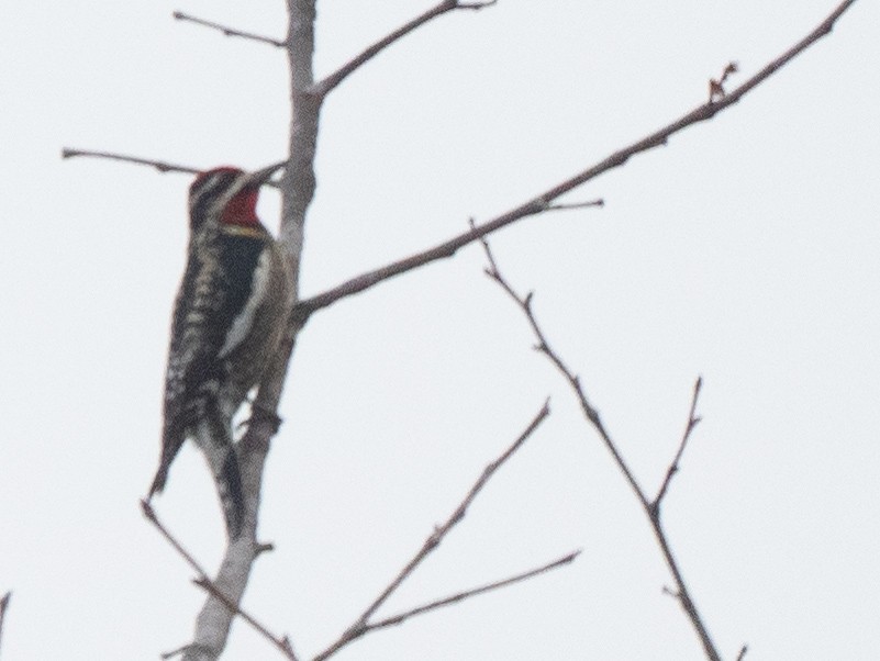 Red-naped Sapsucker - Mike Ambrose