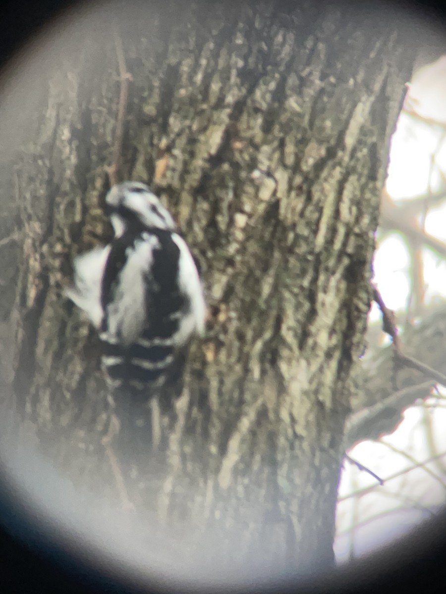 Downy Woodpecker - ML519561531