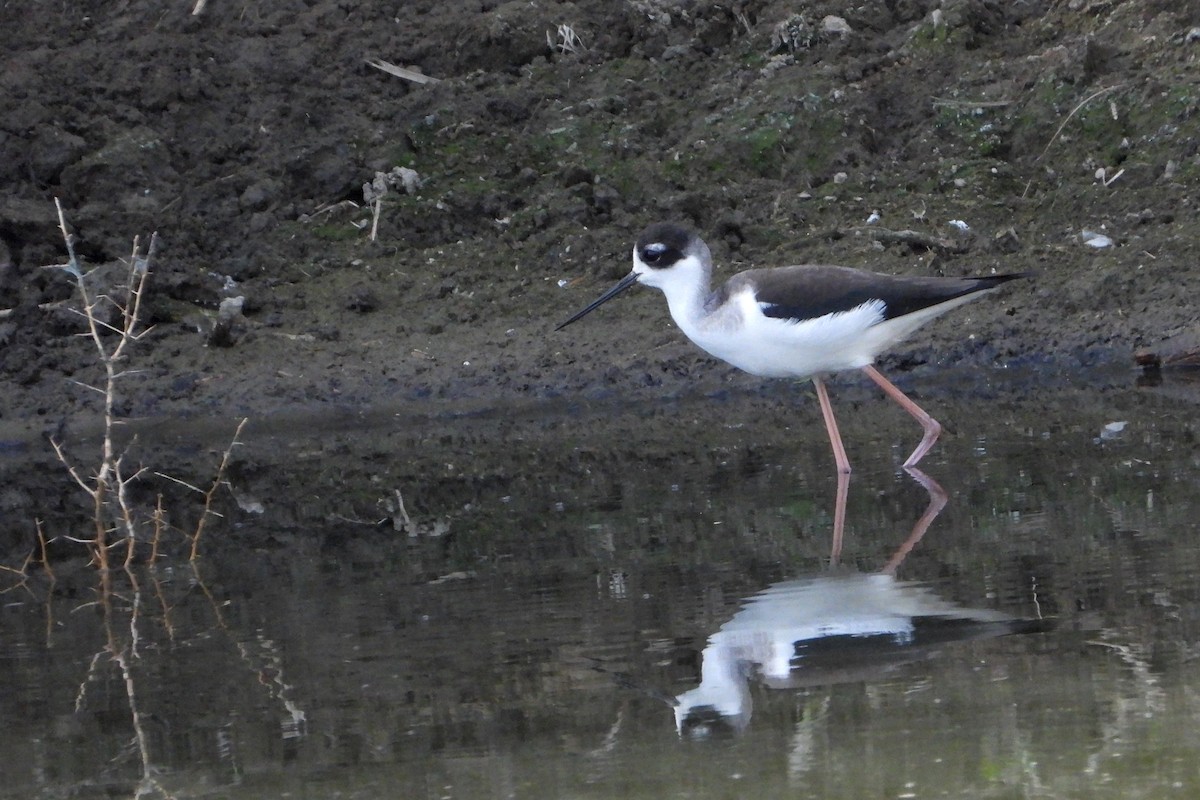 Black-necked Stilt - ML519563521