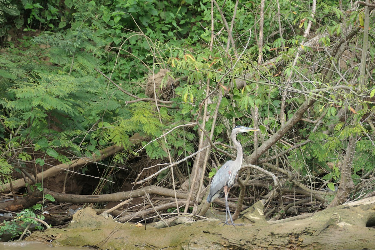 Great Blue Heron - ML519565521