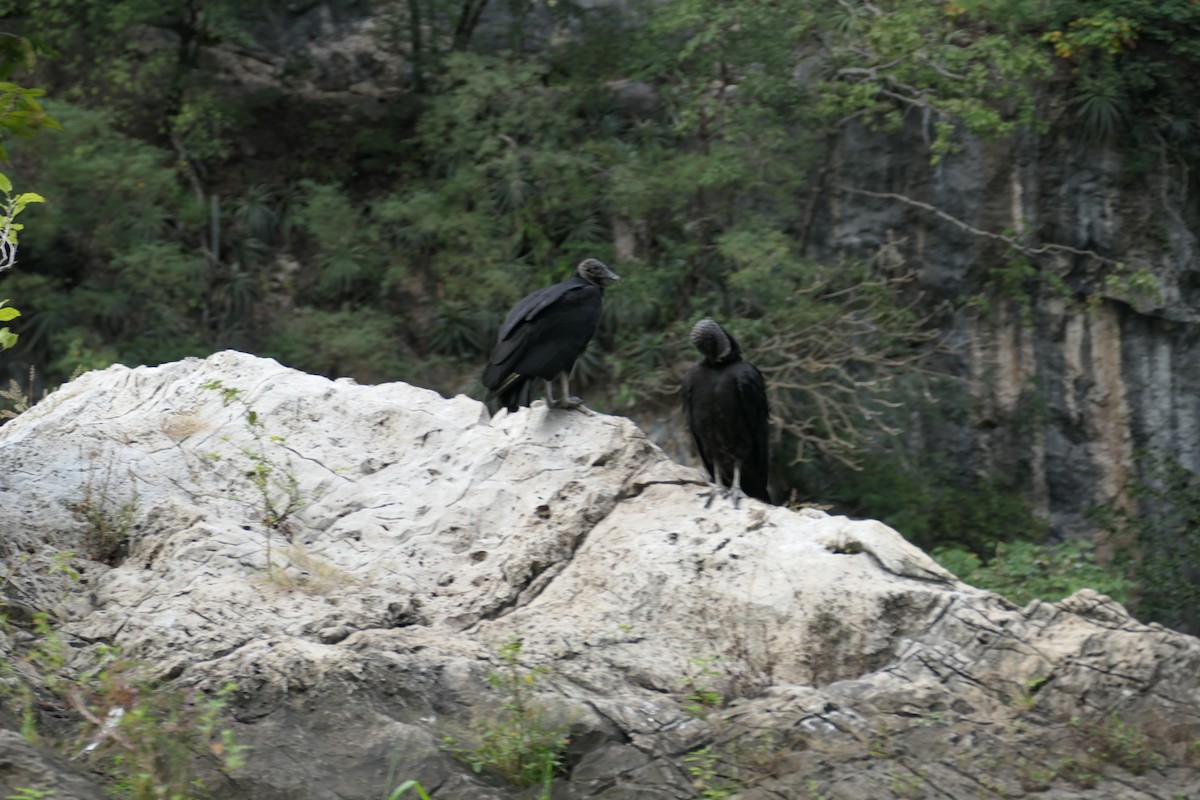 Black Vulture - ML519565731