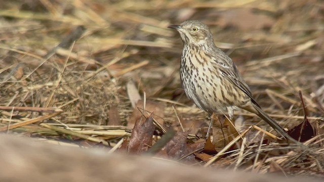 Sage Thrasher - ML519565841