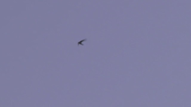 Plain Swift - ML519567591