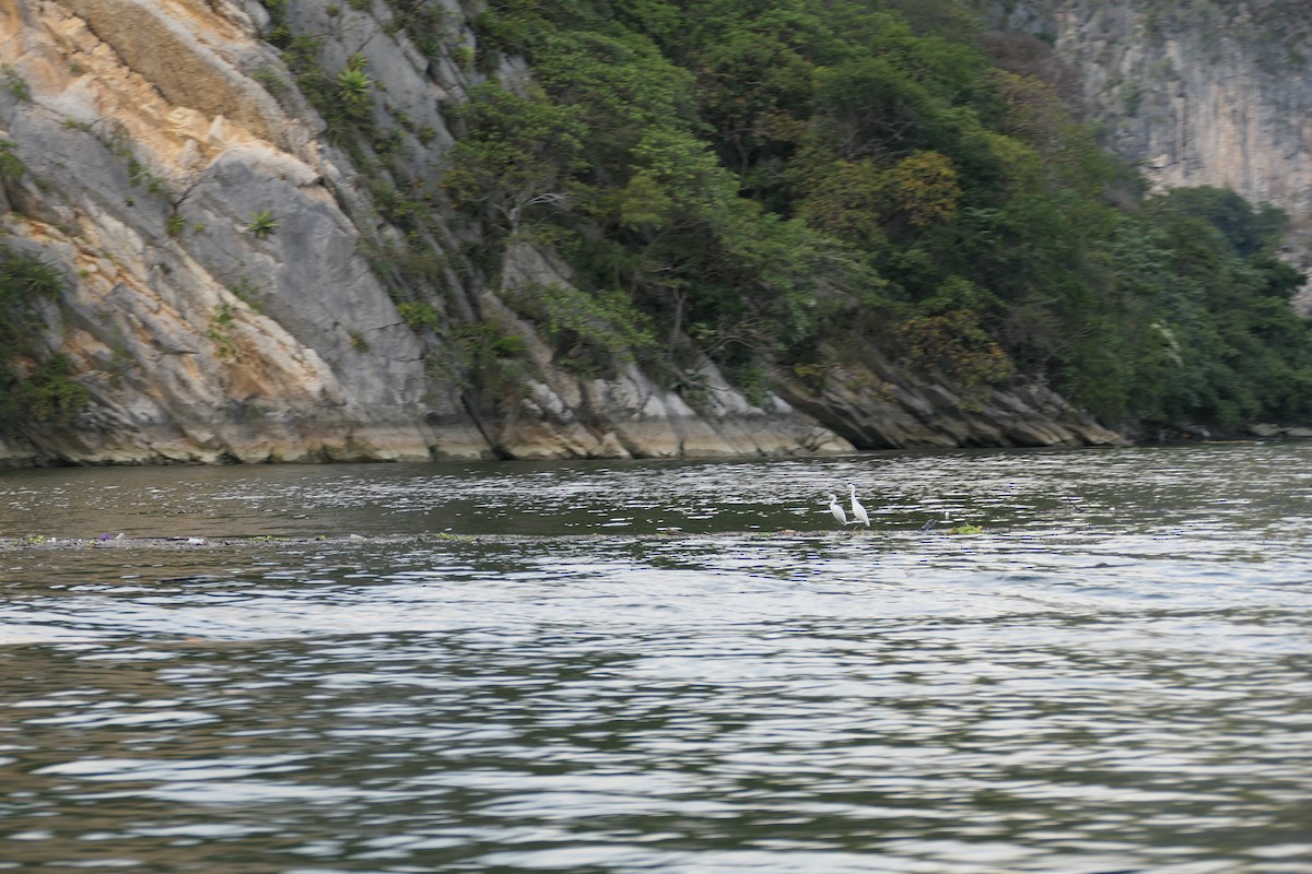 Snowy Egret - ML519567781