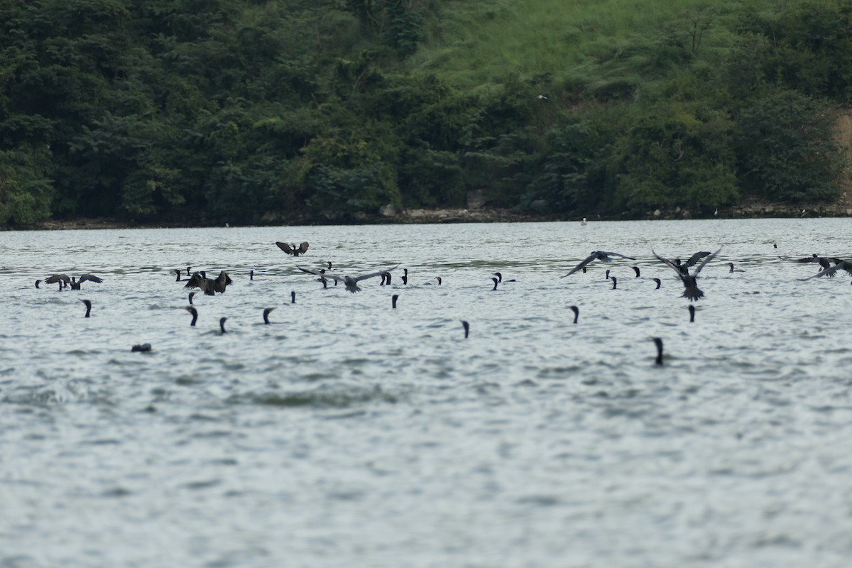 Neotropic Cormorant - ML519568271