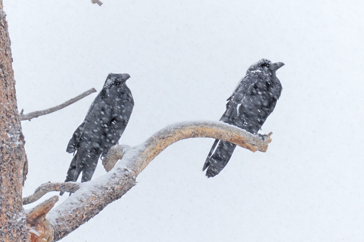 Grand Corbeau - ML519568301