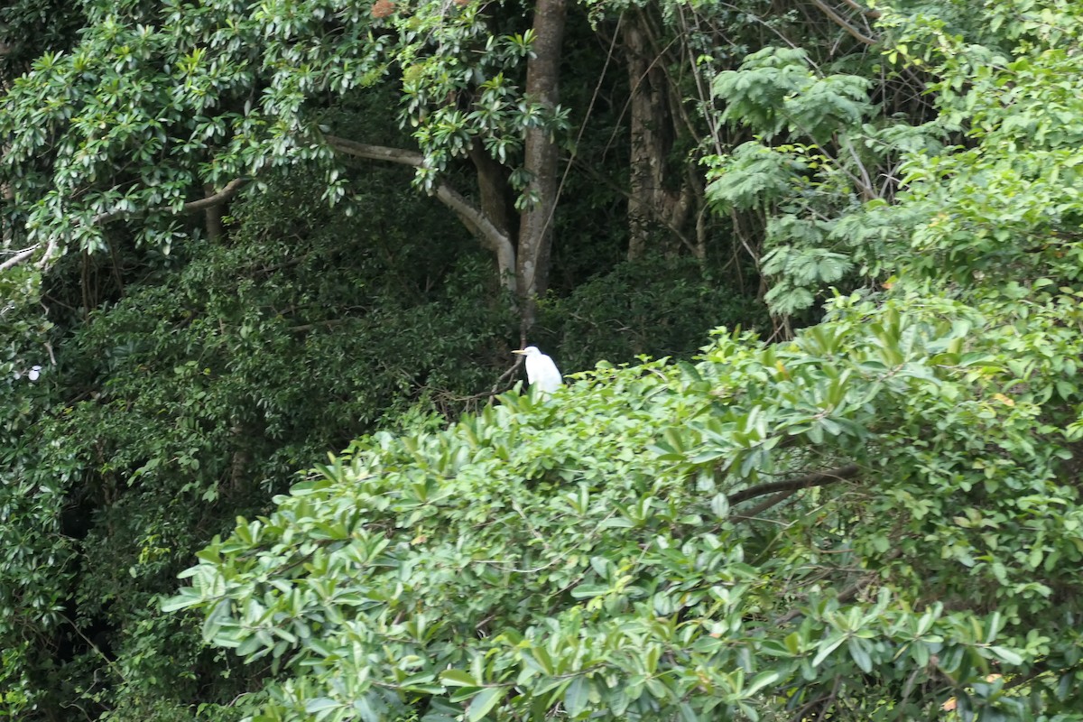 Western Cattle Egret - ML519569281