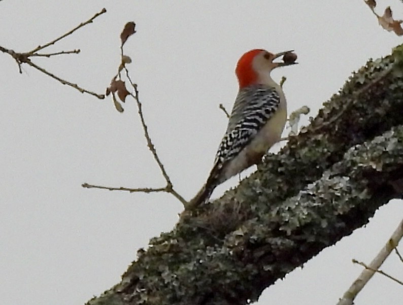 Red-bellied Woodpecker - ML519569291