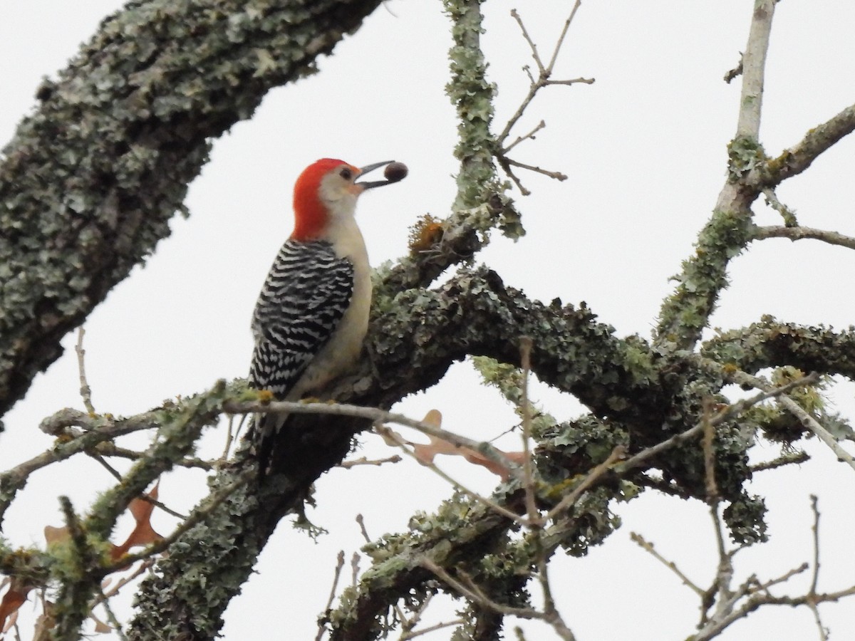 Red-bellied Woodpecker - ML519569351