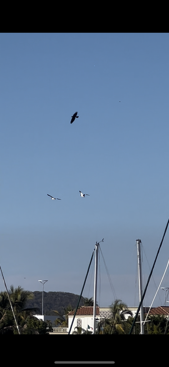 American Oystercatcher - ML519569611