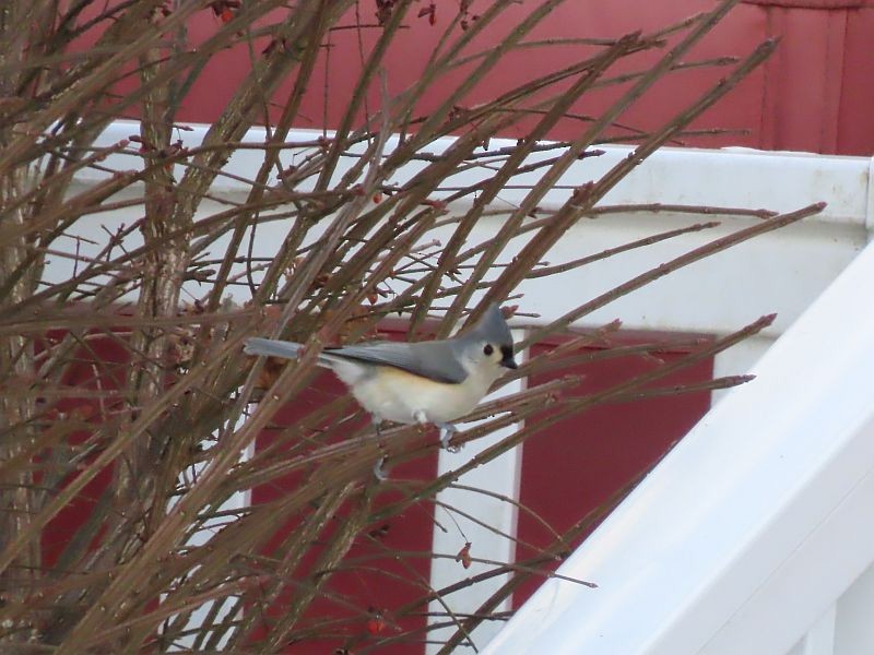 Tufted Titmouse - Tracy The Birder