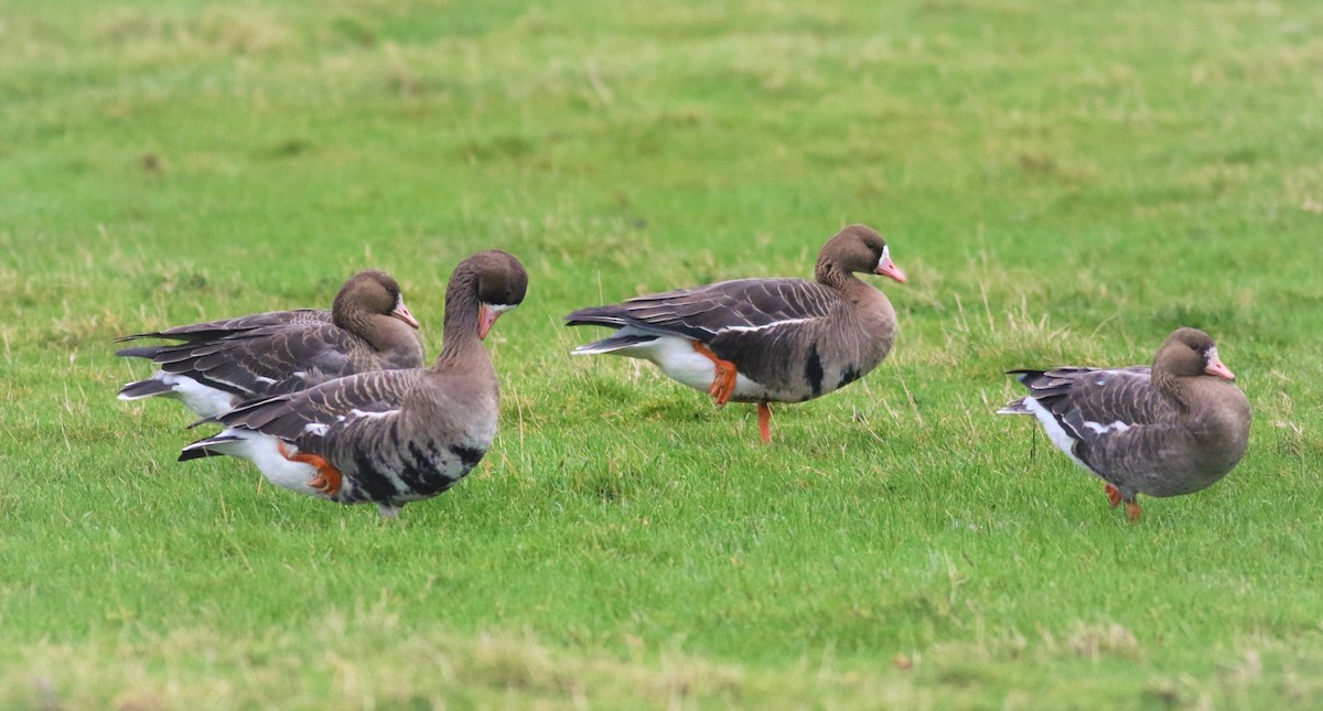 Greater White-fronted Goose - ML519572871