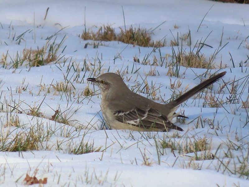 Northern Mockingbird - Tracy The Birder