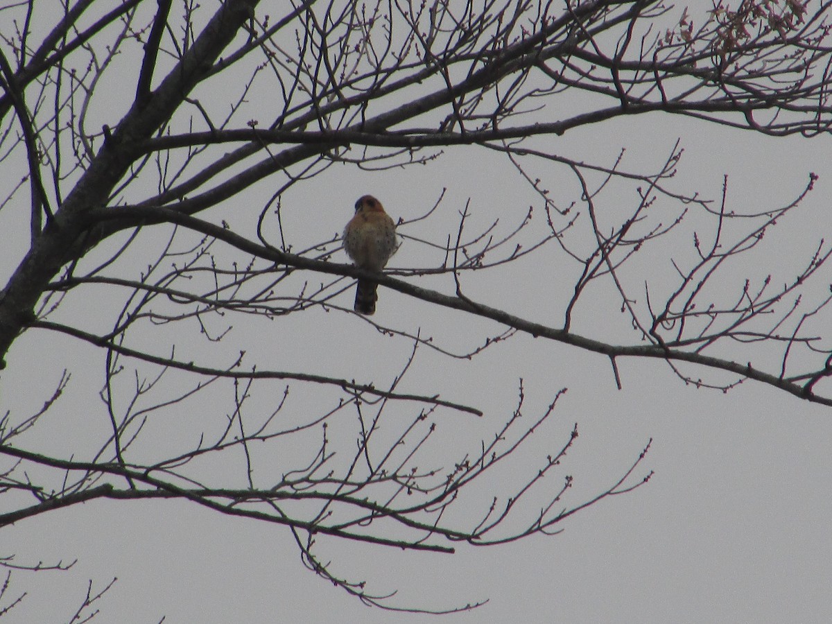 American Kestrel - Mark Rhodes