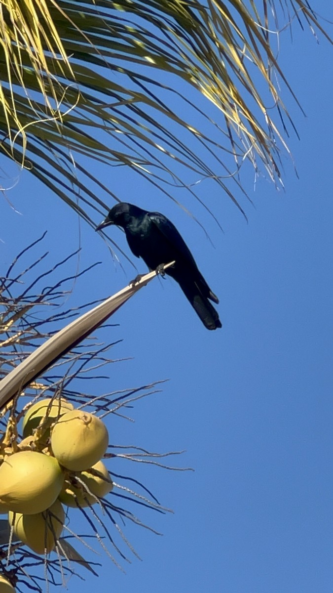 Sinaloa Crow - ML519576231