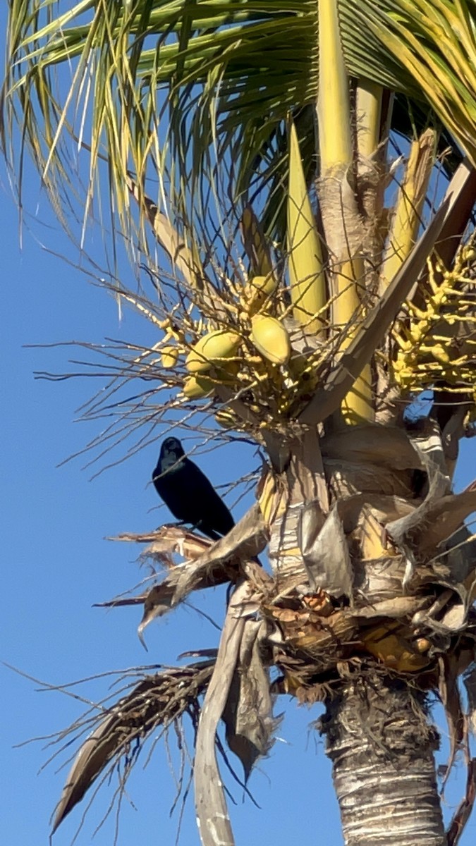 Sinaloa Crow - ML519576241