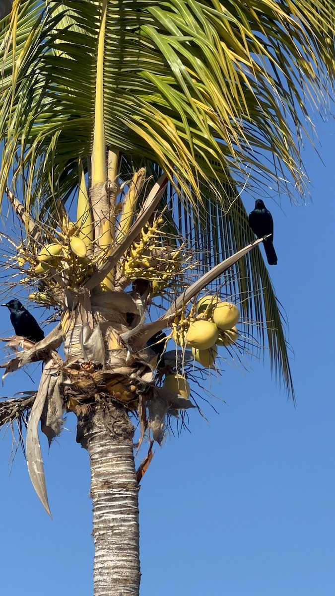 Sinaloa Crow - ML519576281