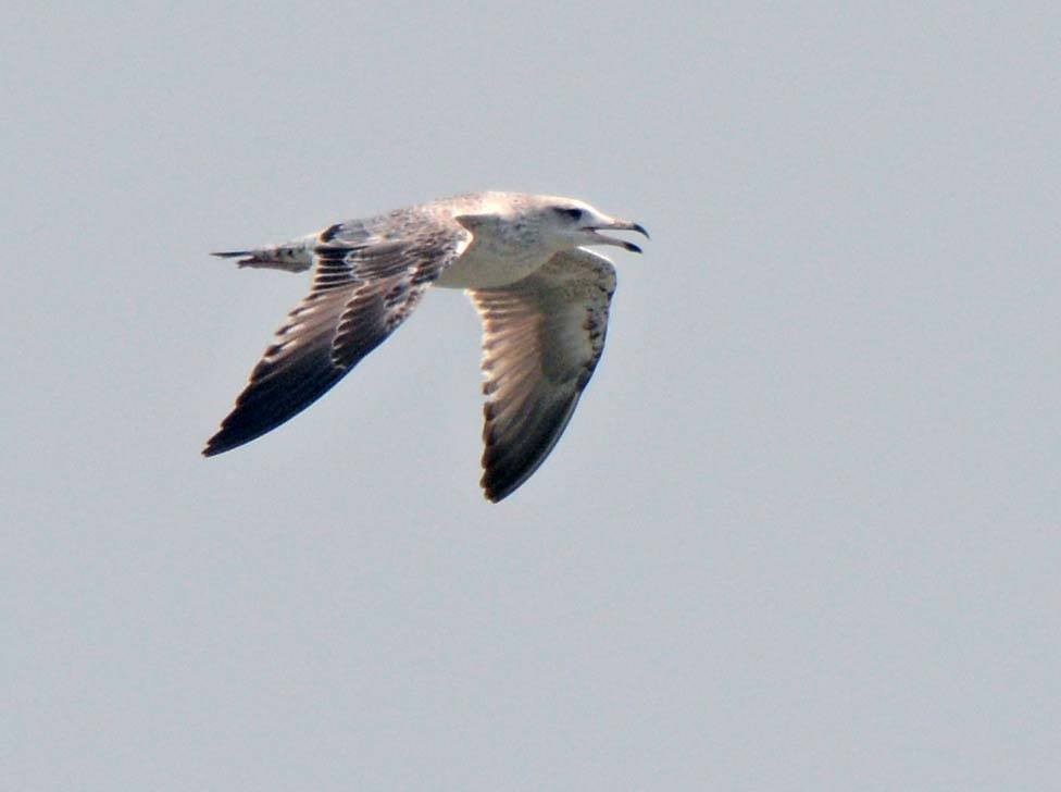 Pallas's Gull - Biswanath Mondal