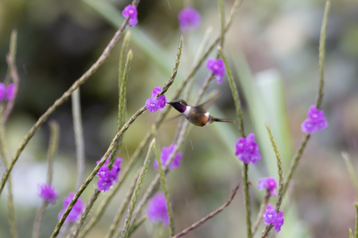 Colibrí Magenta - ML519579741