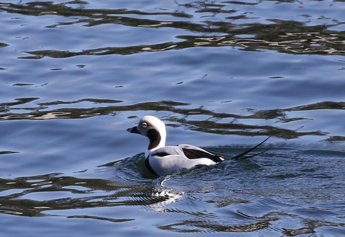 Long-tailed Duck - ML519581851