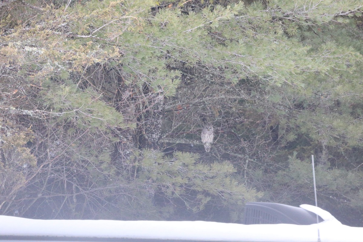 Barred Owl - ML519582081