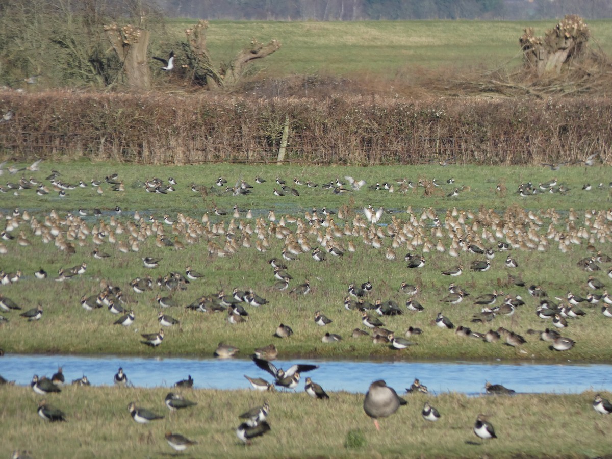 European Golden-Plover - ML519582241