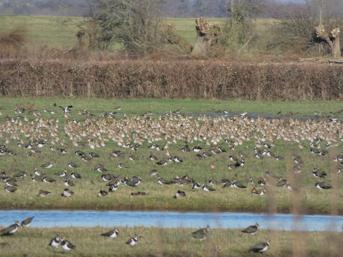 European Golden-Plover - ML519582251