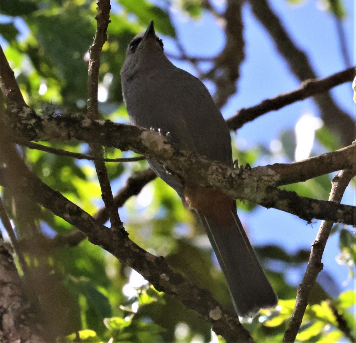 Abyssinian Catbird - ML519582361