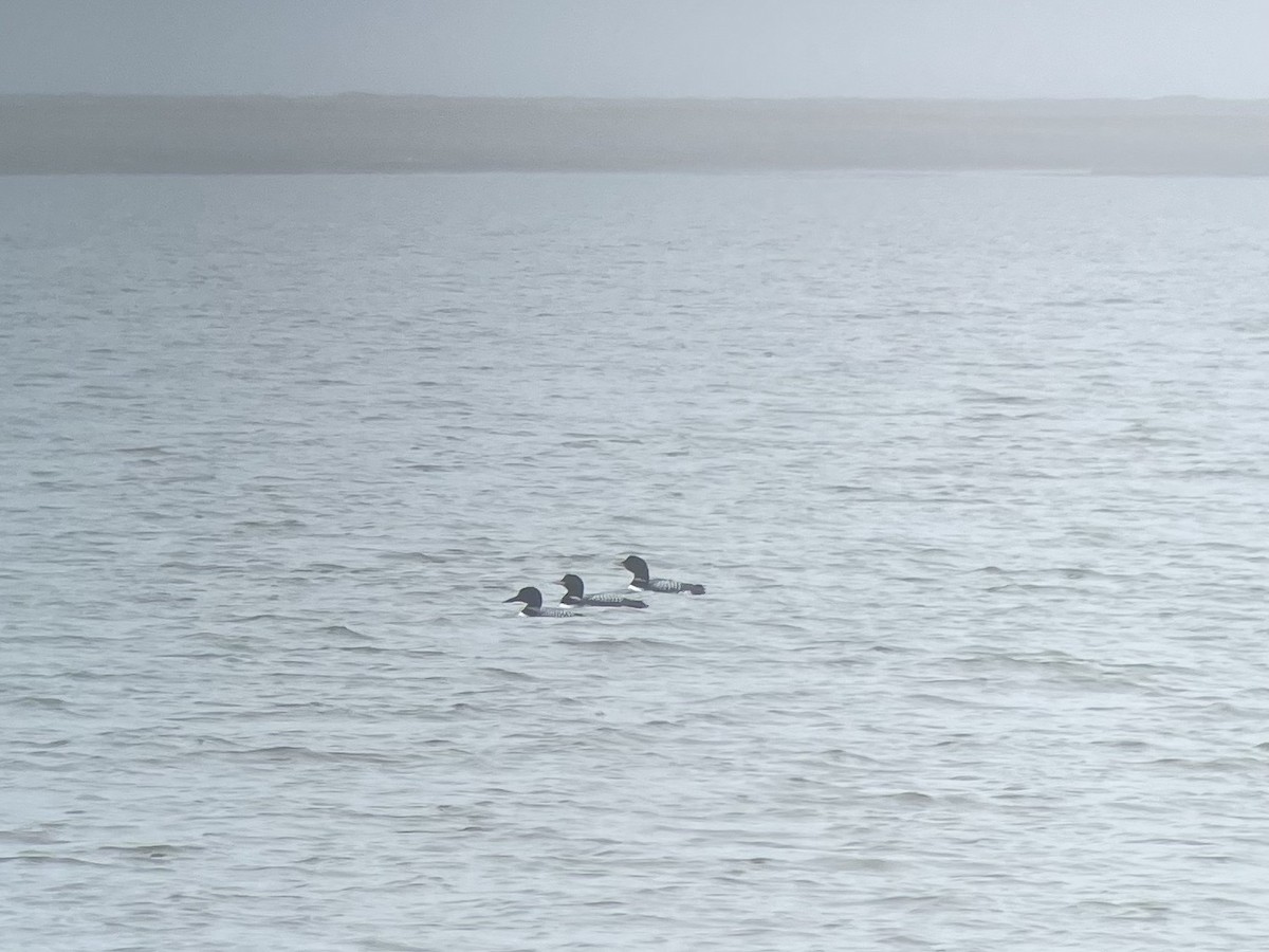 Common Loon - ML519583091