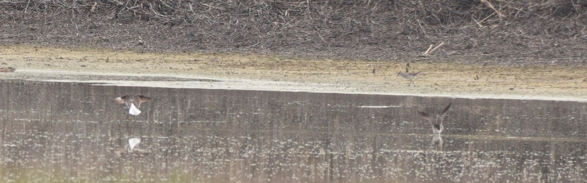 Marsh Sandpiper - ML519583471