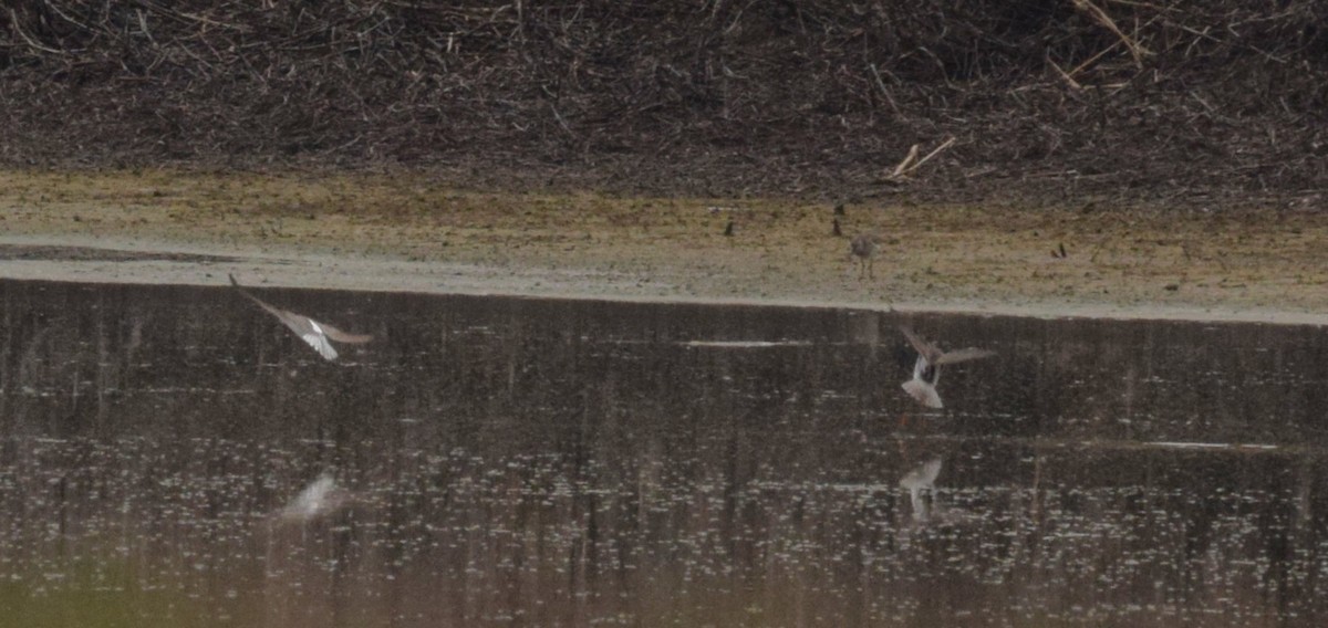 Marsh Sandpiper - ML519583481