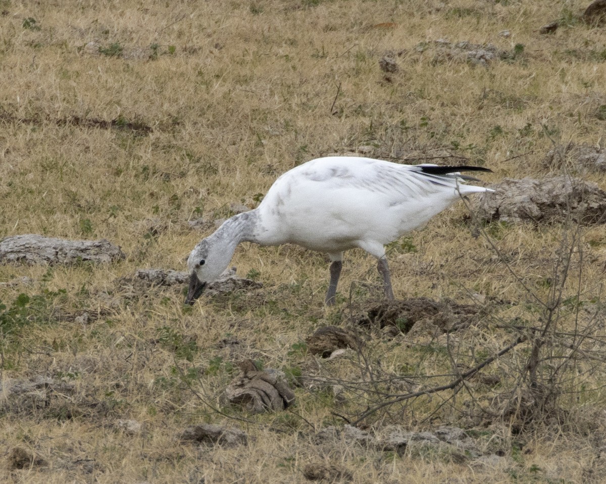 Snow Goose - ML519583591