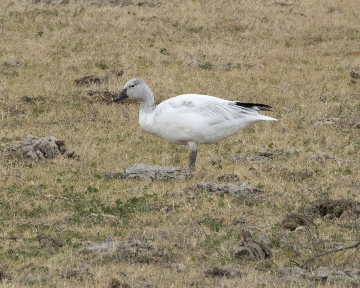 Snow Goose - ML519583611