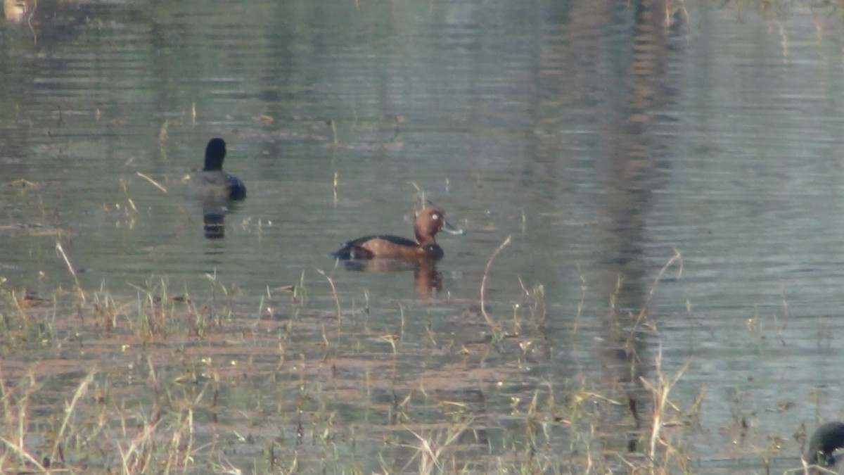 Ferruginous Duck - ML51958521