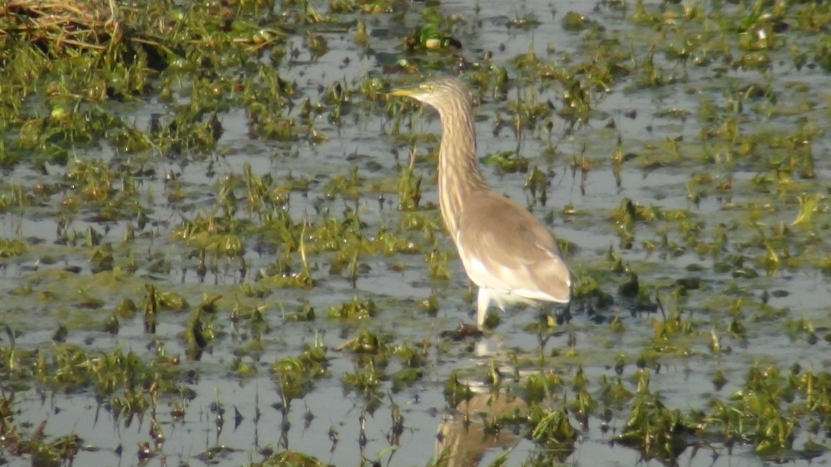 Indian Pond-Heron - Christopher Rustay