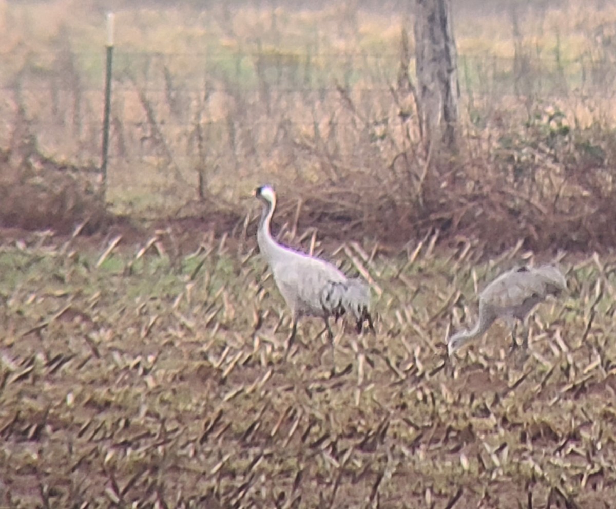 Common Crane - ML519586211