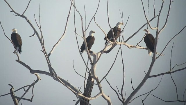 Bald Eagle - ML519588871