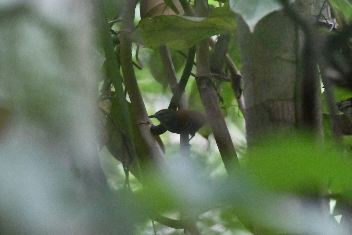 Rufous-backed Stipplethroat - Oliver Prioli