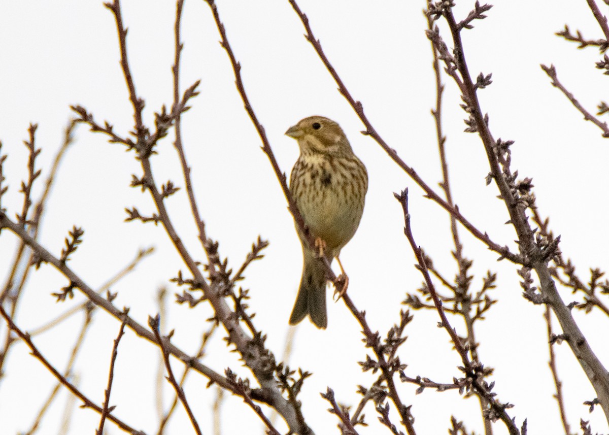 Corn Bunting - ML519589891
