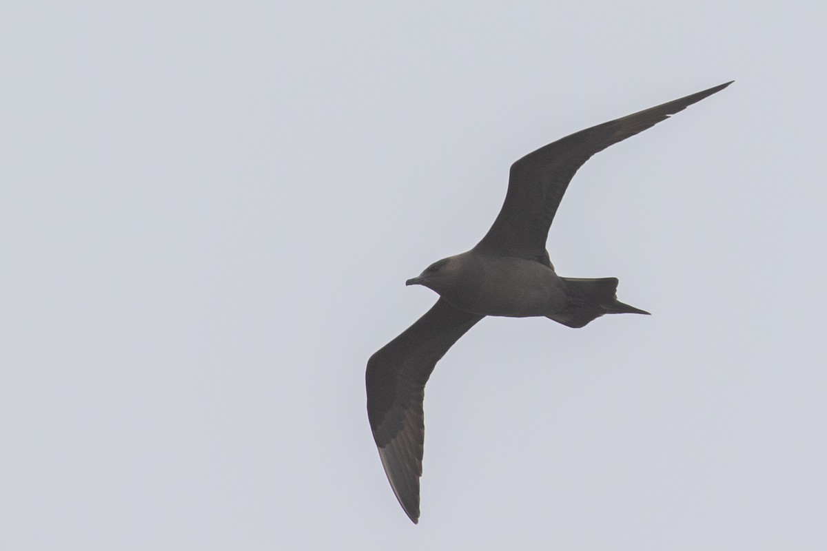 Parasitic Jaeger - ML519590181