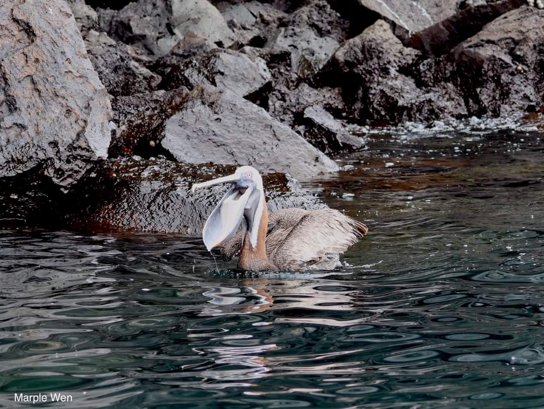 pelikán hnědý - ML519590891