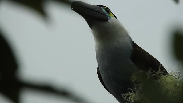 Black-billed Mountain-Toucan - ML519591411