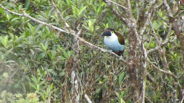 Black-billed Mountain-Toucan - ML519591421